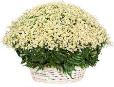 Цветочная композиция из Ромашки в корзине #REPLACE_PRED# Качалино